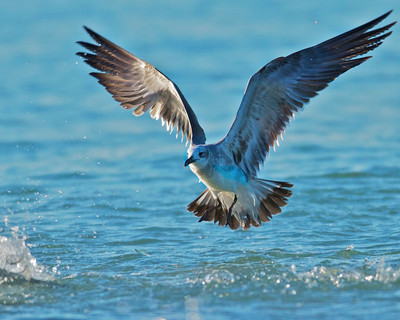 Seagull, Manasota Key, FL