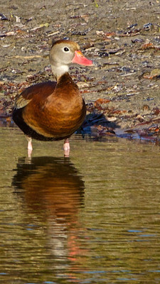 Whistling Duck