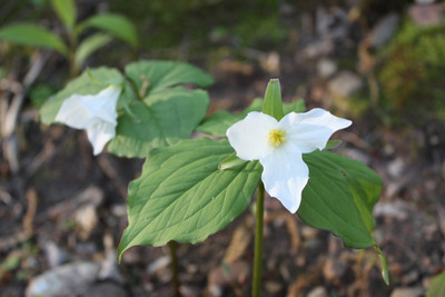 Trillium, River Falls, WI