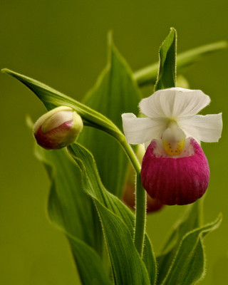 Lady slipper, MN