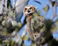 Great Horned Owl Fledgling