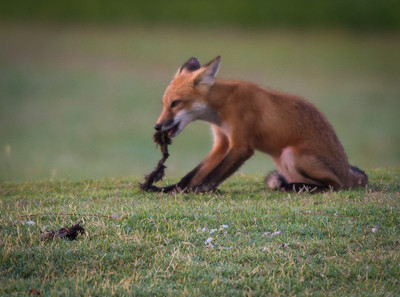 Red Fox Kit eating Squirrel
