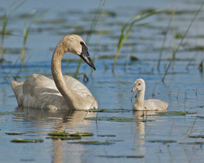 Trumpeter Swan Love