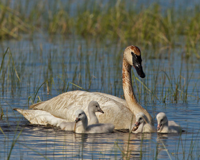 Swan Swimming with Cygnets