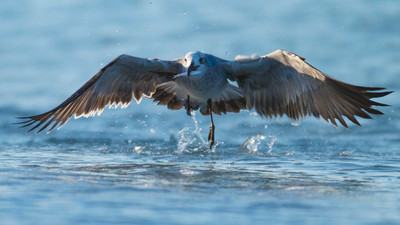 Seagull, Manasota Key, FL