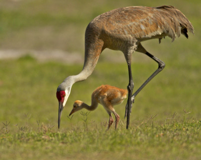 Chick learning to eat