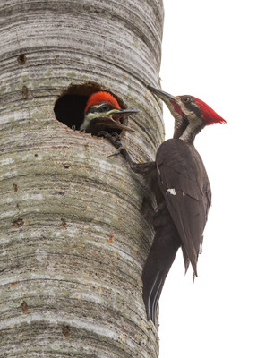 Pileated Woodpecker Family