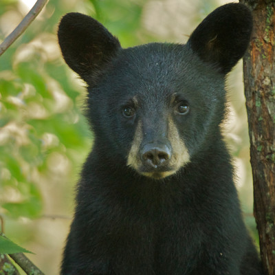 Cub Curiosity, Orr, MN