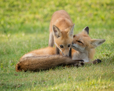 Mom Grooming Kit