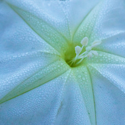 Dew on Moonflower, Wildflower Park, FL