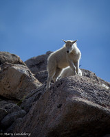 Mountain Goat Kid