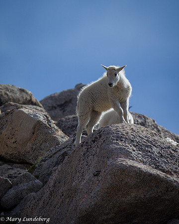 Mountain Goat Kid