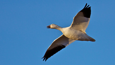 Snow Goose Flying