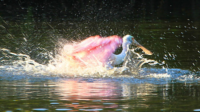 Roseate Spoonbill Bath