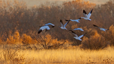 Snow Geese at Bosque del Apache, New Mexico