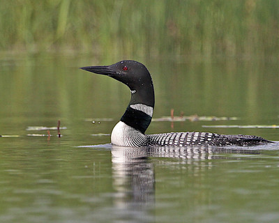 Marsh at Crex Meadows