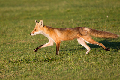 Fox Stride