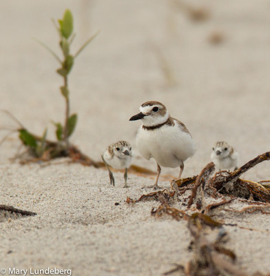 Wilson's Plover family, Stump Pass State Park,6949