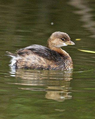Pied Billed Grebe,Ding Darling