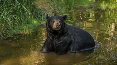 Cooling Off