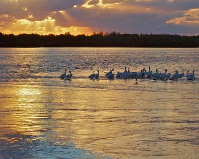 Pelican Sunset, Ding Darling, FL