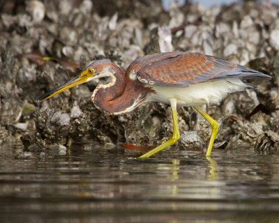 Tri-colored Heron Fishing