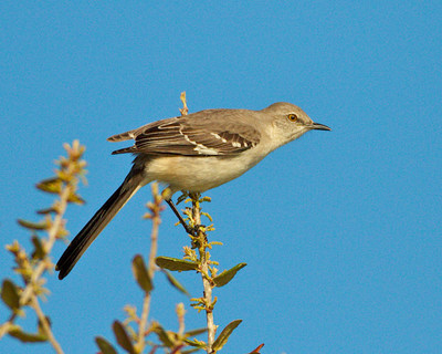 Northern Mockingbird