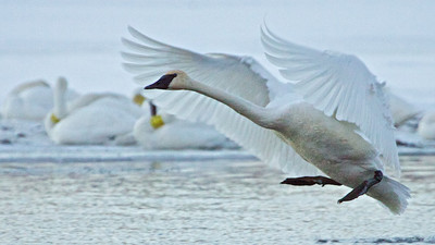Ready to Land