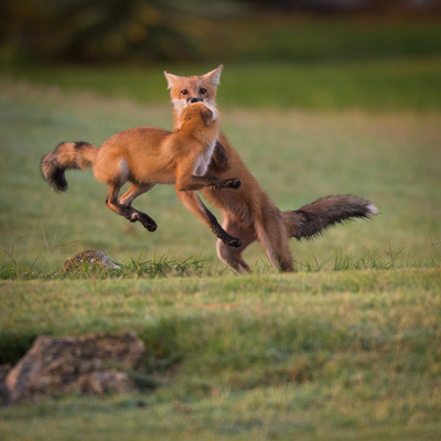 Fox Kits Jumping