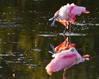 Roseate Reflection.Ding Darling