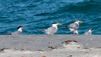 Terns: Caspian, Royal breeding and non-breeding, sandwich