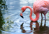 Flamingo9985