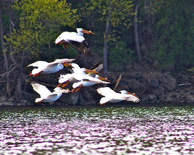 White Pelicans