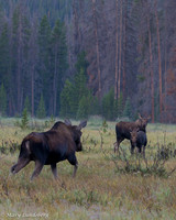 Moose Meeting