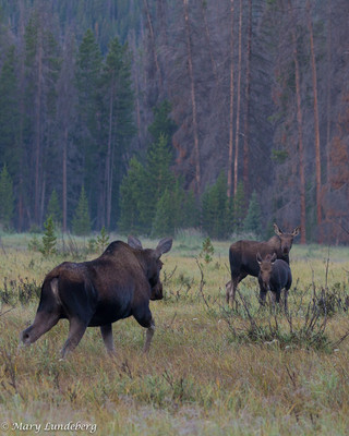 Moose Meeting