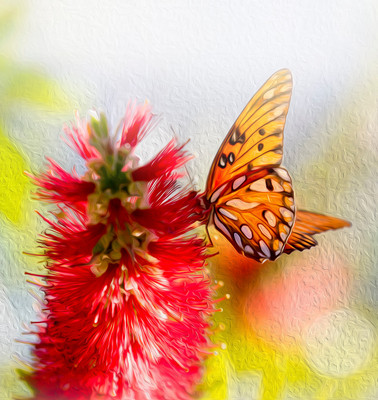 foggy_butterfly