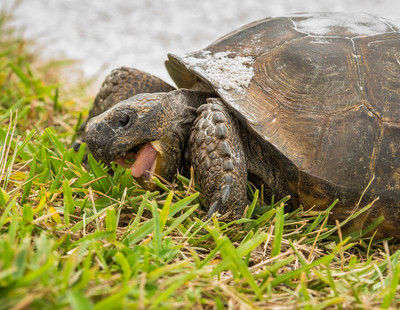 gopher Tortoise munching grass