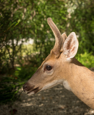 Key deer, Florida
