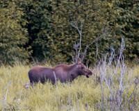 Moose Calf