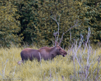 Moose Calf