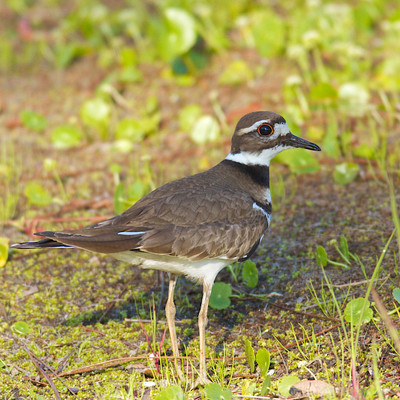 Killdeer
