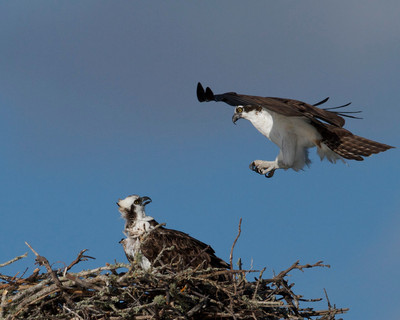 Osprey landing, Sanibel, FL