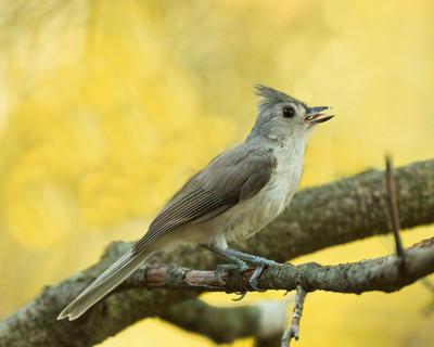 Tufted Titmouse