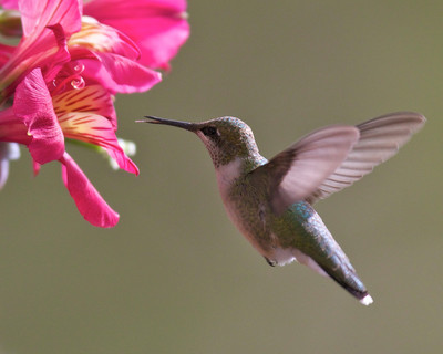 Ruby-throated Hummingbird