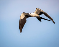 Swallow-tail and Snail Kites