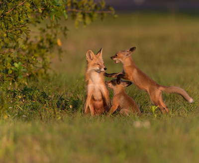 Let's play, Mama