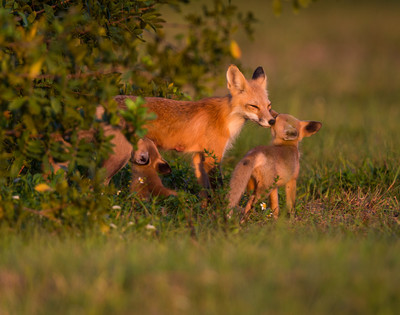 Fox nurturing two kits