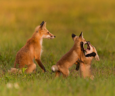 Fox watching Kits play