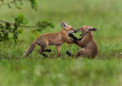 Kits Playing