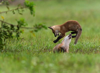 Leapfrog